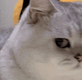 萌宠 猫咪 嫌弃 呆萌 可爱