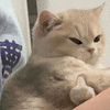 萌宠 猫咪 鄙视 呆萌 可爱
