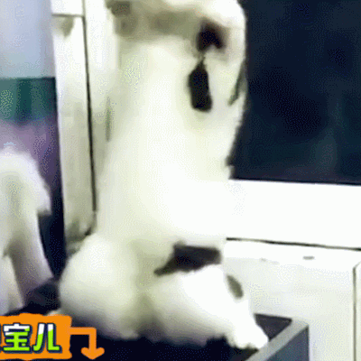 猫咪荧光棒gif挥舞图片