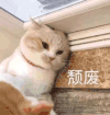 萌宠 猫咪 颓废 可爱 呆萌