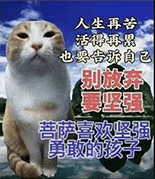 萌寵 貓咪 別放棄要堅強 呆萌 可愛