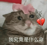 萌宠 猫咪 我究竟是什么命 呆萌 可爱
