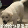 萌宠 狗狗 哈哈哈你是傻子 呆萌 可爱