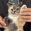 萌宠 猫咪 开心 呆萌 可爱