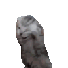 萌宠 猫咪 头痛 呆萌 可爱