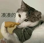 萌宠 猫咪 凑凑的 呆萌 可爱