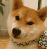 萌宠 狗狗 好奇 呆萌 可爱