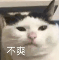 萌宠 猫咪 不爽 呆萌 可爱