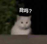 萌宠 猫咪 我吗 呆萌 可爱