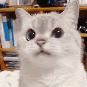 白猫摇头表情包图片