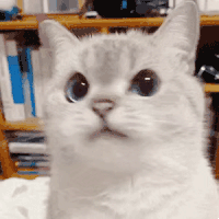 萌宠 猫咪 摇头 呆萌 可爱