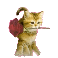 猫meme 猫猫 抽象 搞怪