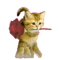 猫meme 猫猫 抽象 搞怪