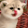 萌宠 猫咪 钓鱼 呆萌 可爱