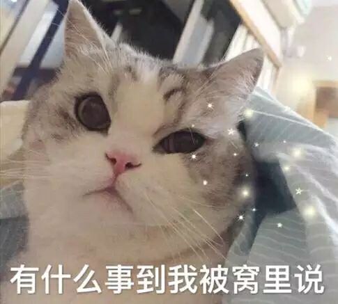 猫被窝表情包图片