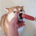 萌宠 狗 洗鼻子 呆萌 可爱