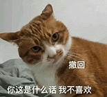 萌宠 猫咪 你这是什么话我不喜欢撤回 呆萌 可爱