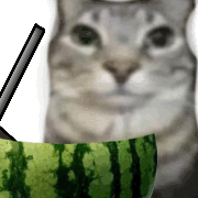 猫咪 猫meme 可爱 搞怪