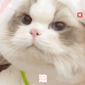 萌宠 猫咪 滚 呆萌 可爱