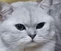萌宠 猫咪 盯 呆萌 可爱