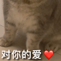 萌宠 猫咪 对你的爱 呆萌 可爱