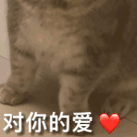 萌宠 猫咪 对你的爱 呆萌 可爱