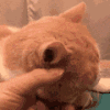 萌宠 猫咪 生气 呆萌 可爱