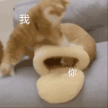 萌宠 猫咪 我和你 呆萌 可爱