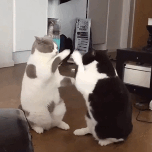 萌宠 猫咪 击掌 呆萌 可爱