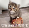 萌宠 猫星人 准备连夜逃离地球 再见 搞怪 呆萌