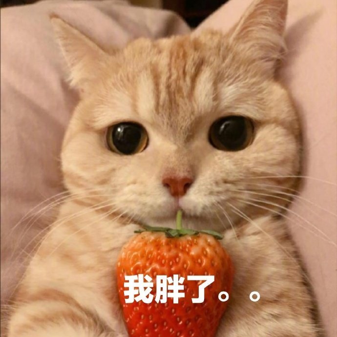 萌宠 猫星人 我胖了 难受 呆萌 可爱