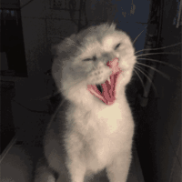 萌宠 猫咪 发财了 呆萌 可爱