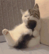 萌宠 猫咪 舔尾巴 呆萌 可爱