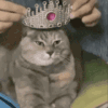 萌宠 猫咪 王冠 呆萌 可爱