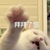 萌宠 猫 拜拜了您 生气 呆萌 可爱