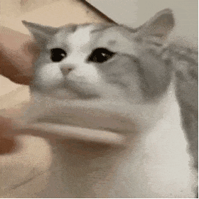 猫咪 可爱 搞怪 日常