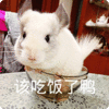 可爱 沙雕 该吃饭了 搞笑 日常