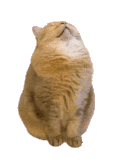 萌宠 猫咪 好奇 呆萌 可爱