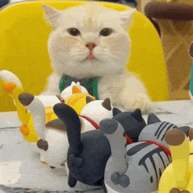 萌宠 猫咪 玩具 呆萌 可爱