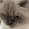 萌宠 猫咪 舔嘴唇 呆萌 可爱