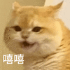 萌宠 猫咪 嘻嘻 呆萌 可爱