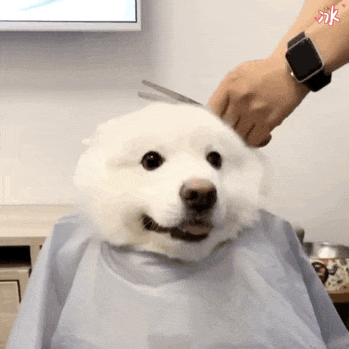 萌宠 狗狗 剪头发 呆萌 可爱