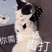 沙雕猫