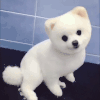 萌宠 狗狗 爱你 呆萌 可爱