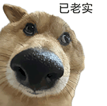 萌宠 狗狗 已老实 呆萌 可爱