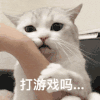 萌宠 猫咪 打游戏 呆萌 可爱