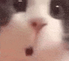 萌宠 猫咪 吃惊 呆萌 可爱