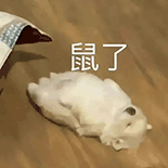 萌宠 狗狗 鼠了 呆萌 可爱