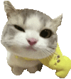 萌宠 猫咪 盯 呆萌 可爱