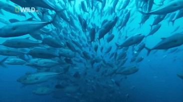 鱼群海底世界游动绚丽自然海洋oceannaturegif动图